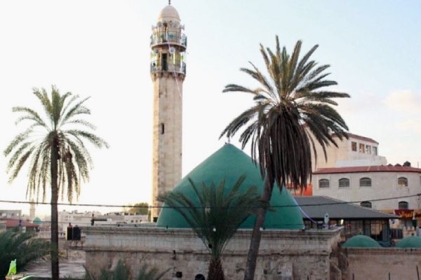 جنين